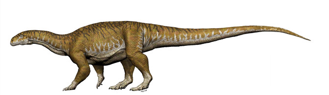  DRAWING Illustration complete of the dinosaur (Jorge A. González) "title =" DRAWING Complete illustration of the dinosaur (Jorge A. González) "width =" 100% "height =" auto "/> 
 
<figcaption> DRAWING: Complete illustration of the dinosaur (Jorge A. González) </figcaption></p>
<p>  In 2000, a farmer commented to paleontologist Ricardo Martínez that in his field located near the city of Balde de Leyes (San Juan) he had seen what appeared to be buried bones. </p>
<p>  Martínez, co-author of the work on <em> Ingentia prima </em> made the first excavations in which they found <em> Leyesaurus marayensis </em> another ancient specimen. </p>
<p>  In fact, fossils of at least 15 new species belonging to several different vertebrate groups have already been detected on the site. In 2015, they detected the big bones of <em> I. prima. </em> </p>
<p>  The Tribadic dinosaurs were not very big, barely reaching 10 pounds. "Gigantism did not last overnight, it took millions of years for small dinosaurs and bipeds They were no bigger than eight kilograms, they were colossal," says Apaldetti </p>
<p>  Patagonia is the territory where the largest dinosaurs are to date.This is the group of titanosaurs of about 80 tons like the <em> Patagotitan mayorum </em> or the <em> Argentinosaurus </em>. </p>
<p>  But for the dinosaurs to increase their size several anatomical changes have occurred: lengthening of the neck, narrowing of the head, transformation of the extremities into something like columns and the loss of the phalanges of the arms. </p>
<blockquote>
<p>  "As these animals acquired a greater muscle mbad, what hands crossed the biomechanical question to be part of the locomotion," says Apaldetti </p>
</blockquote>
<p><em>  Ingentia prima </em> preu ve that dinosaurs reached gigantic sizes 30 million years earlier than we thought, even without having even transformed their anatomy. Its strategy of gigantism is different from that adopted by real giants like <em> Patagotitan mayorum </em>. </p>
<p>  Argentinean scientists found just over 30% of the body of <em> Ingentia prima </em>: the almost complete neck, one of the forelimbs and several vertebrae of the tail. Enough to conclude that his neck was sturdy and, more importantly, that he had an aviano type respiratory system. </p>
</div>
<p><script>  (function (d, s, id) {var js, fjs = d.getElementsByTagName (s) [0]; if (d.getElementById (id)) returns: js = d.createElement (s); js. id = id; js.src = "http://connect.facebook.net/en_LA/sdk.js # xfbml = 1 & version = v2.8 & appId = 136330739755442"; fjs.parentNode.insertBefore (js, fjs) ;} (document, 'script', 'facebook-jssdk'); </script><script type=